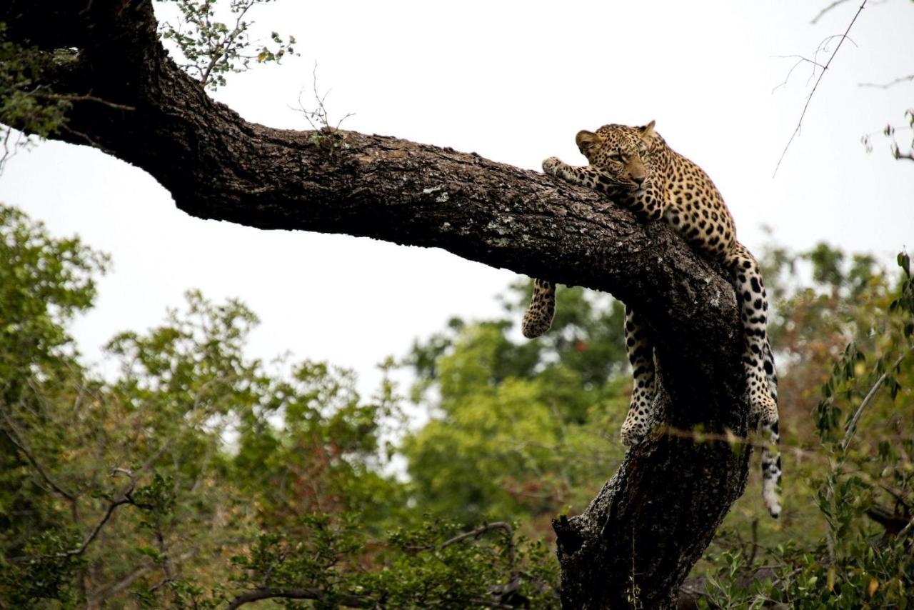 Kapama Karula Villa Kapama Game Reserve Exteriör bild